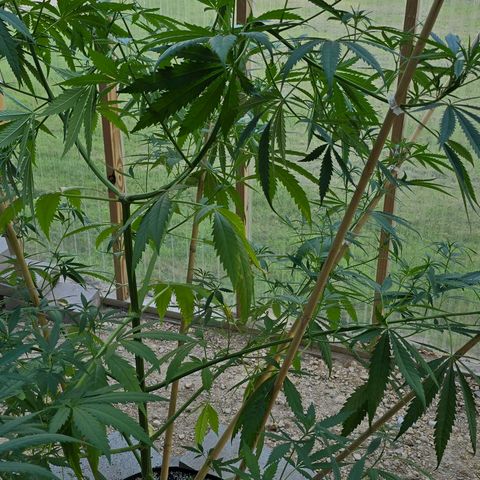 Godfather OG growlog photo: A little spur of the moment super cropping... Hopefully she fills in still... 