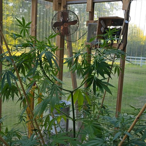 Godfather OG growlog photo: A little spur of the moment super cropping... Hopefully she fills in still... 