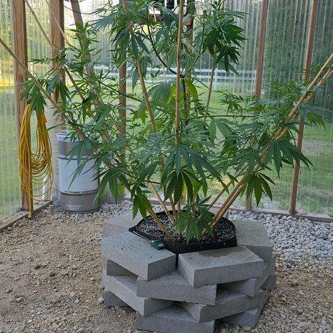 Godfather OG growlog photo: A little spur of the moment super cropping... Hopefully she fills in still... 