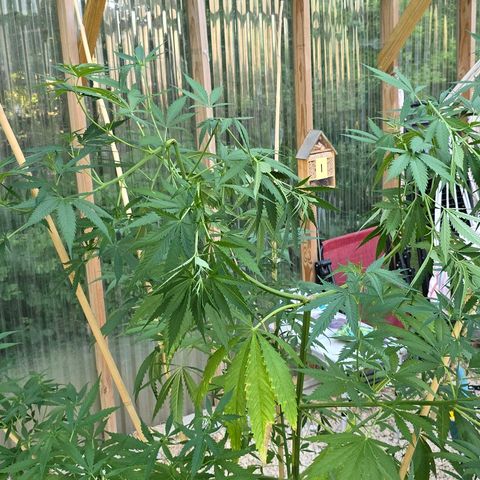 Godfather OG growlog photo: A little spur of the moment super cropping... Hopefully she fills in still... 