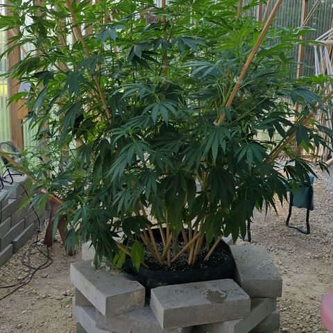 Foto del growlog de San Fernando Valley OG: Before defoliation! 