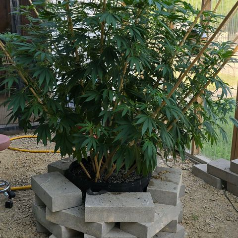 Foto de la cronología del growlog de San Fernando Valley OG