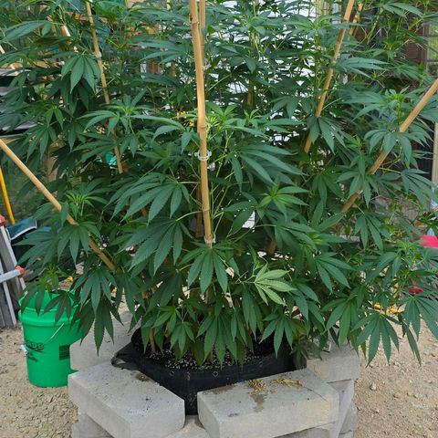Foto de la cronología del growlog de San Fernando Valley OG