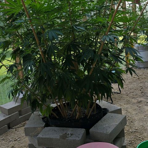 Foto de la cronología del growlog de San Fernando Valley OG