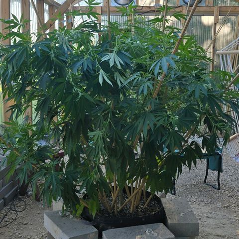 Foto del growlog de San Fernando Valley OG: I forgot the before pictures!! 🤦‍♀️
