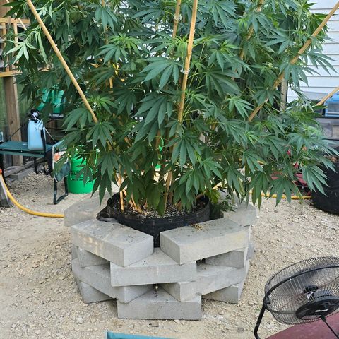 Foto de la cronología del growlog de San Fernando Valley OG