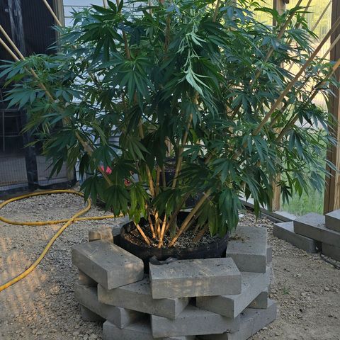 Foto de la cronología del growlog de San Fernando Valley OG