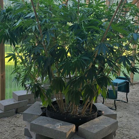 Foto de la cronología del growlog de San Fernando Valley OG