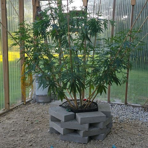 Godfather OG growlog photo: I forgot the before pictures!! 

Anyways, I only did a little bit on her. She's still pretty sparse. 