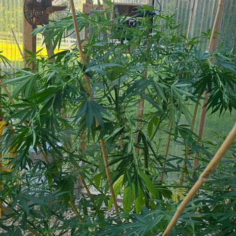 Godfather OG growlog photo: I forgot the before pictures!! 

Anyways, I only did a little bit on her. She's still pretty sparse. 