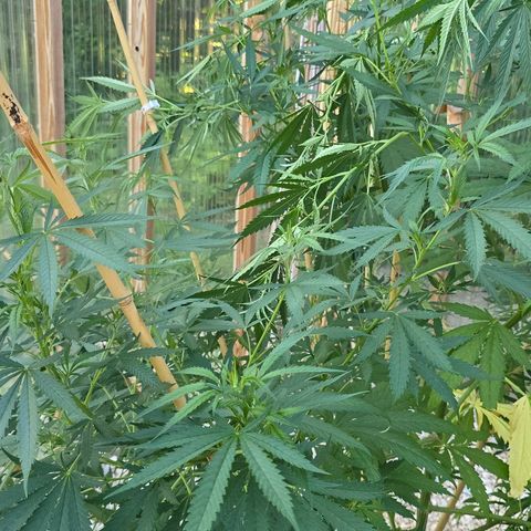 Godfather OG growlog photo: I forgot the before pictures!! 

Anyways, I only did a little bit on her. She's still pretty sparse. 