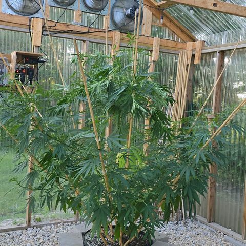 Godfather OG growlog photo: I forgot the before pictures!! 

Anyways, I only did a little bit on her. She's still pretty sparse. 