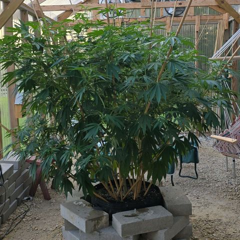 Foto del growlog de San Fernando Valley OG: She's my bushy girl this year! 