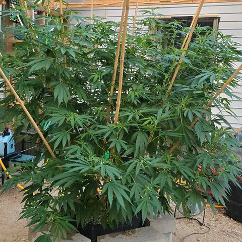 Foto de la cronología del growlog de San Fernando Valley OG