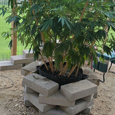 Foto de la cronología del growlog de San Fernando Valley OG