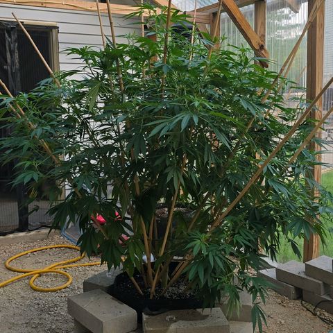 Foto de la cronología del growlog de San Fernando Valley OG