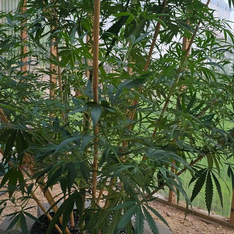 Godfather OG growlog timeline photo