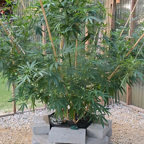 Godfather OG growlog timeline photo