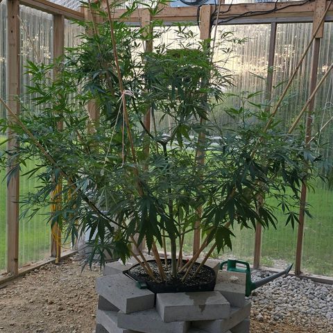 Godfather OG growlog photo: She's my tall skinny girl this year! 