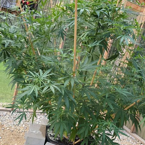 Godfather OG growlog timeline photo