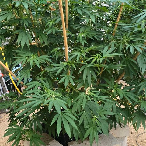 Foto de la cronología del growlog de San Fernando Valley OG