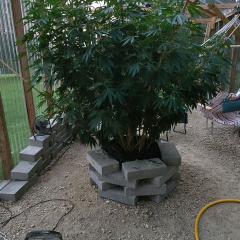 Foto de la cronología del growlog de San Fernando Valley OG