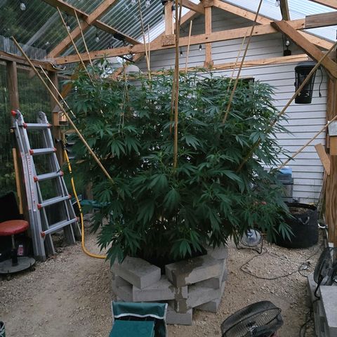 Foto de la cronología del growlog de San Fernando Valley OG