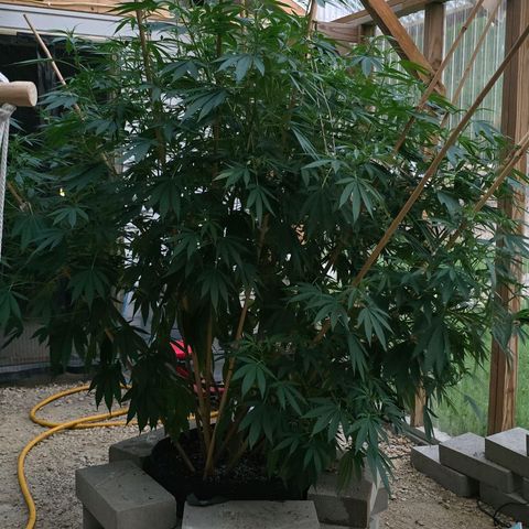 Foto de la cronología del growlog de San Fernando Valley OG