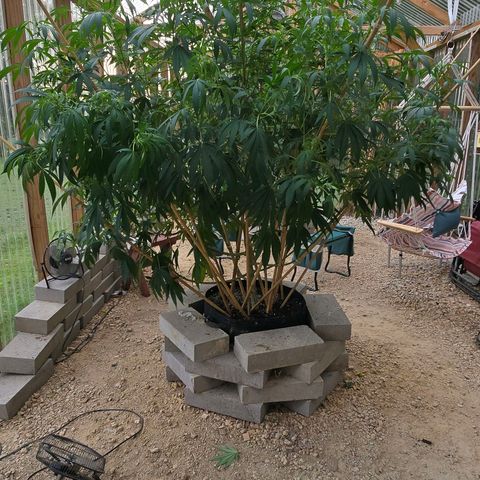 Foto del growlog de San Fernando Valley OG: Before and after defoliating!! 
