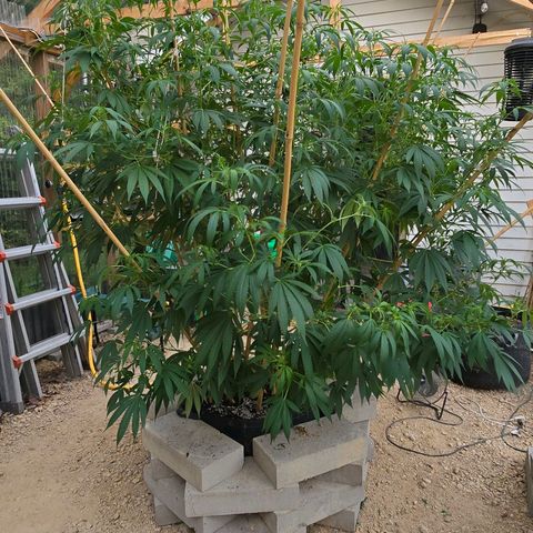 Foto del growlog de San Fernando Valley OG: Before and after defoliating!! 
