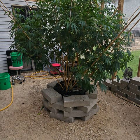 Foto del growlog de San Fernando Valley OG: Before and after defoliating!! 