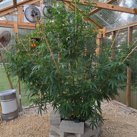 Godfather OG growlog photo: She is already pretty skinny! 🤭