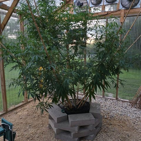 Godfather OG growlog photo: She is already pretty skinny! 🤭