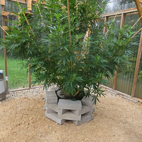 Godfather OG growlog timeline photo