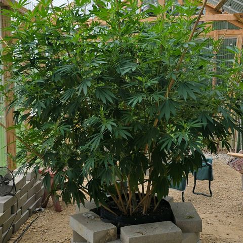 Foto de la cronología del growlog de San Fernando Valley OG