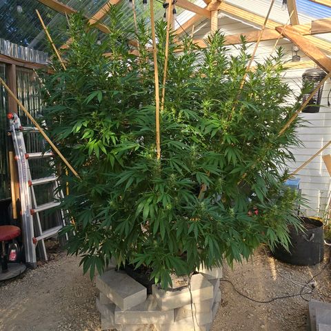 Foto del growlog de San Fernando Valley OG: She's so big and pretty and sparkly!! 🥰😄