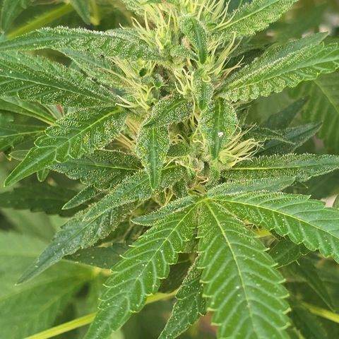 Foto del growlog de San Fernando Valley OG: She's so big and pretty and sparkly!! 🥰😄
