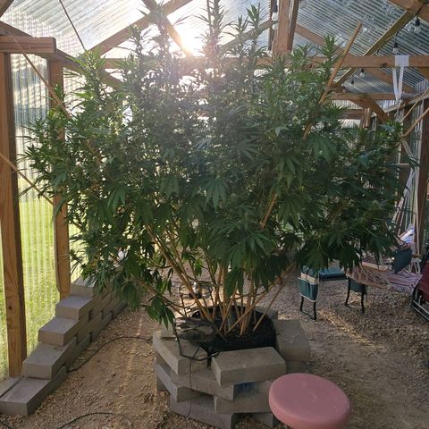 Foto del growlog de San Fernando Valley OG: She's so big and pretty and sparkly!! 🥰😄