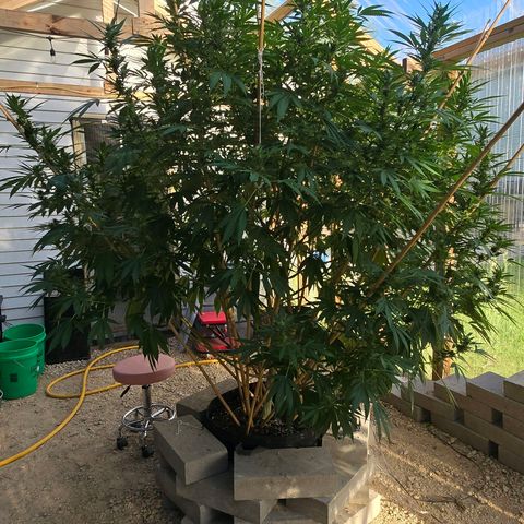Foto del growlog de San Fernando Valley OG: She's so big and pretty and sparkly!! 🥰😄