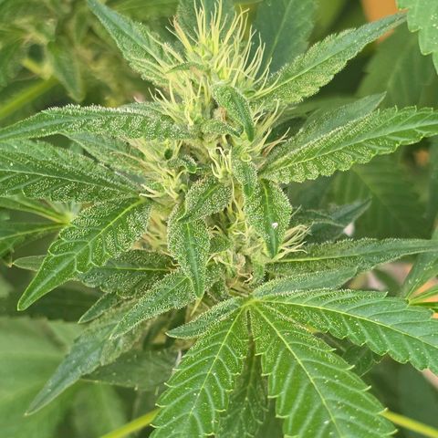 Foto de la cronología del growlog de San Fernando Valley OG