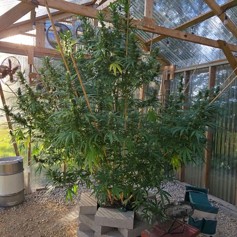Godfather OG growlog photo: She's so big and so pretty! 🥰😄 Not as sparkly just yet... 