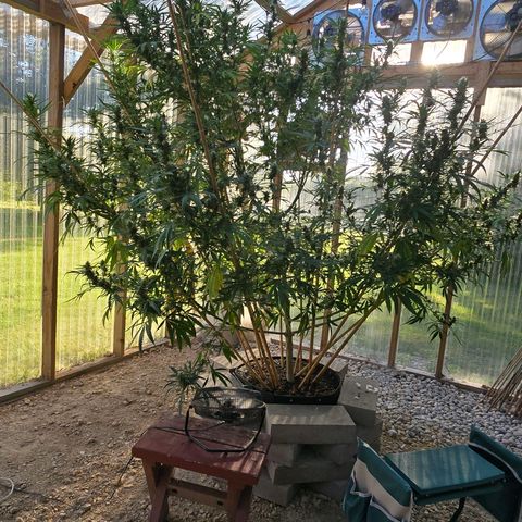 Godfather OG growlog photo: She's so big and so pretty! 🥰😄 Not as sparkly just yet... 