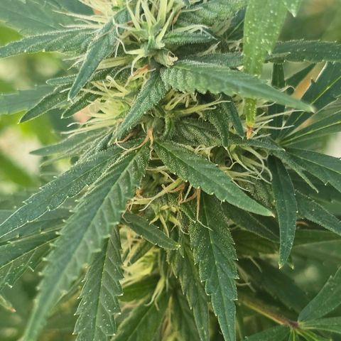 Godfather OG growlog photo: She's so big and so pretty! 🥰😄 Not as sparkly just yet... 