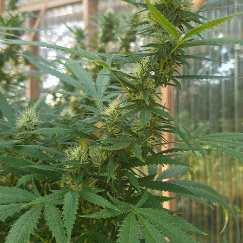 Godfather OG growlog photo: She's so big and so pretty! 🥰😄 Not as sparkly just yet... 