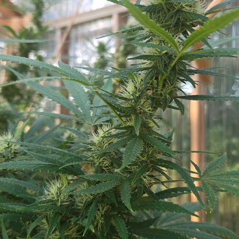 Godfather OG growlog timeline photo