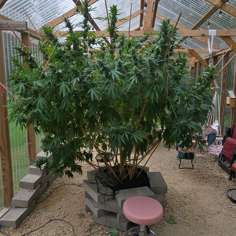 Foto del growlog de San Fernando Valley OG: Almost there! 