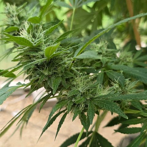 Foto del growlog de San Fernando Valley OG: Almost there! 