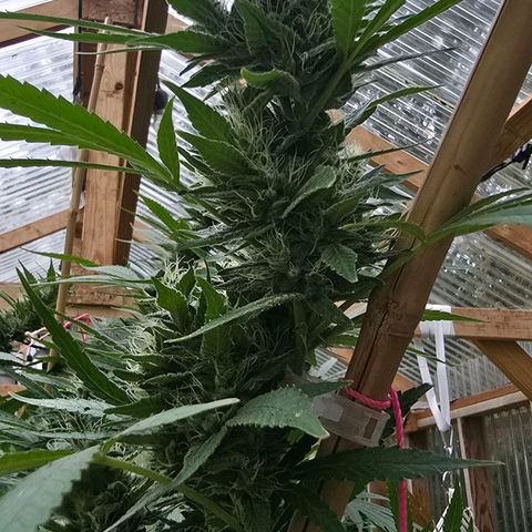 Foto del growlog de San Fernando Valley OG: Almost there! 