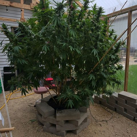 Foto del growlog de San Fernando Valley OG: Almost there! 