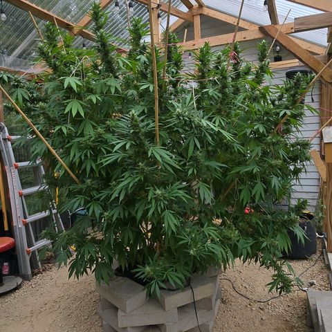 Foto del growlog de San Fernando Valley OG: Almost there! 
